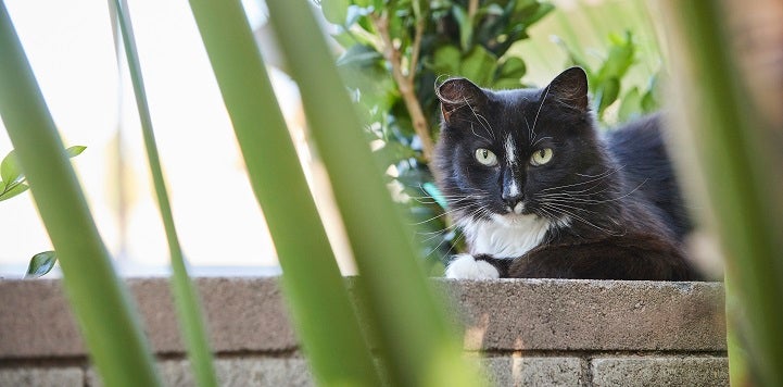 Black and white feral cat lying on a ledge 
