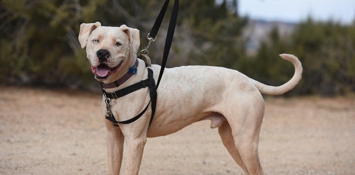 White pit bull type dog wearing black combo harness