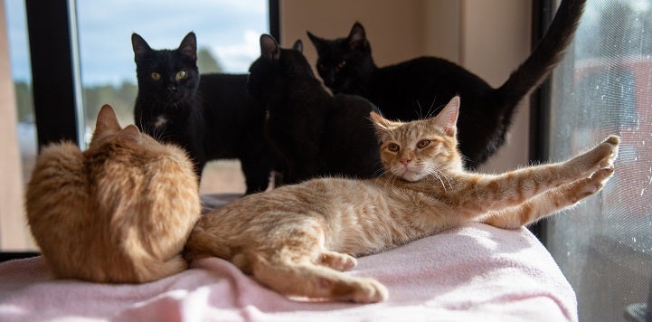 Three black cats and two orange cats lying on pink blanket