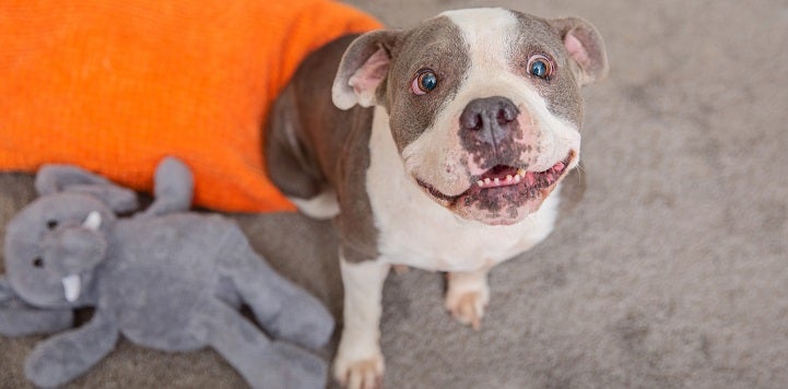 White and tan pit bull type dog sitting on orange blanket and looking at camera next to elephant toy