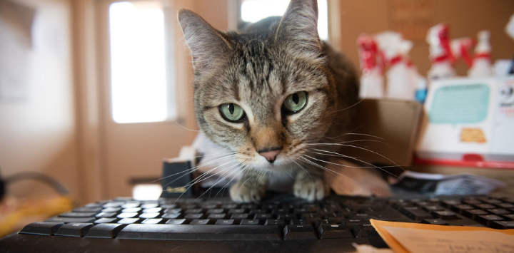 A tabby cat sitting on a keyboard
