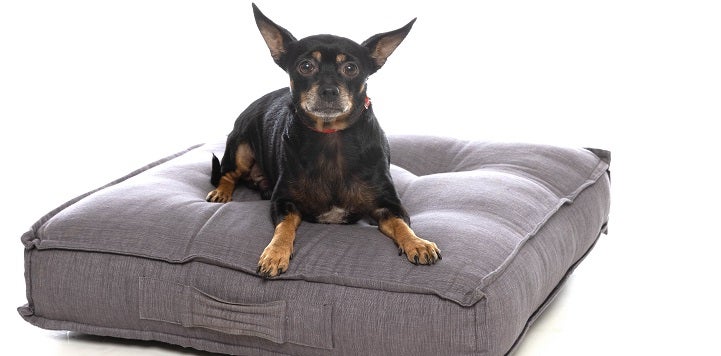 Small black dog on gray dog bed