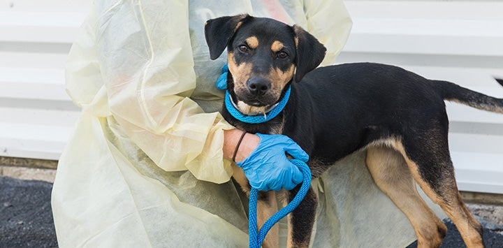Person wearing a protective gown and gloves and holding a black and tan dog