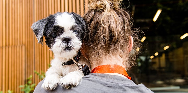 Small black and white dog looking over a person's shoulder