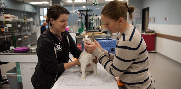 Vet examining cat while person holds cat