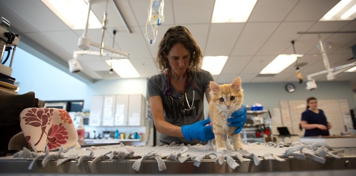Female veterinarian examining orange kitten on table