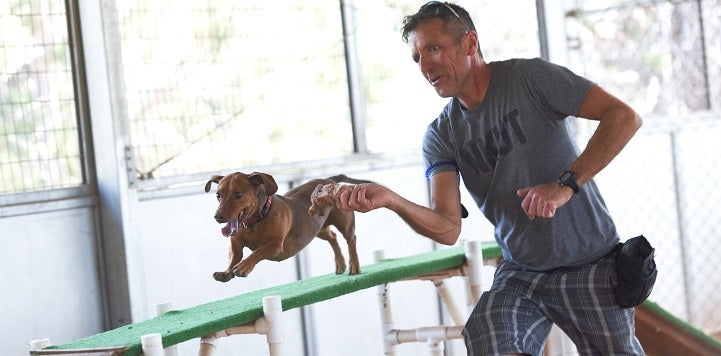 Man guiding tan dog along agility course