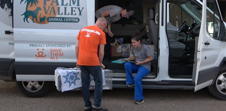 Person wearing orange shirt loading animals into transport van