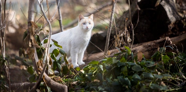 White community cat in woods near down tree