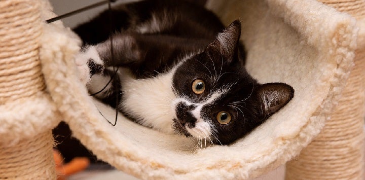 Black and white cat lying in a white carpeted perch
