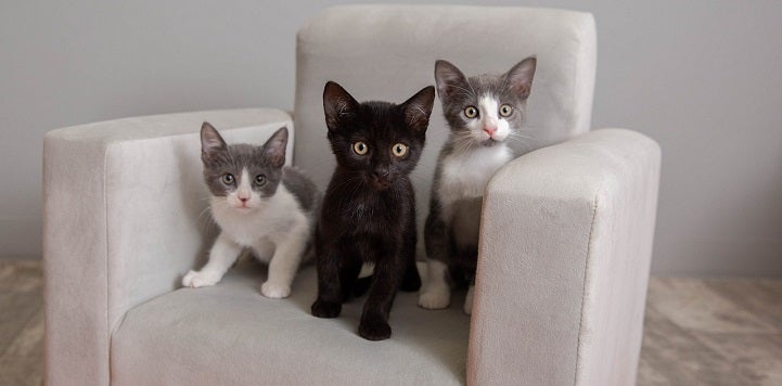 Three kittens sitting in a gray chair