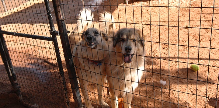 Fencing Options for Your Escape Artist | Best Friends Network Partners