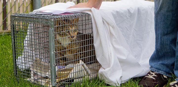 Calico community cat in a live trap that's partially covered and is about to be released