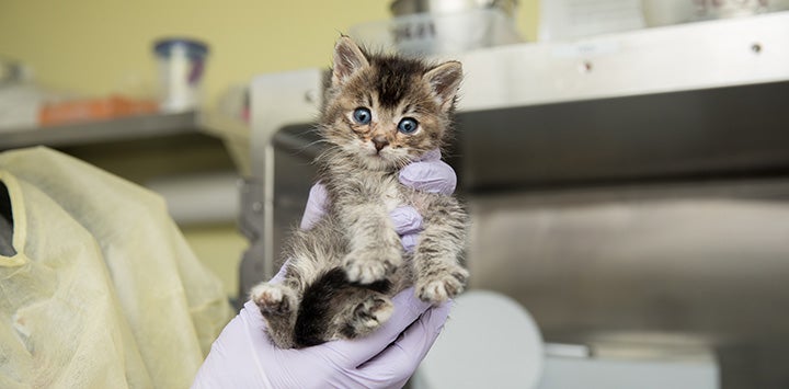 Person wearing gloves and a protective gown holding a little tabby kitten