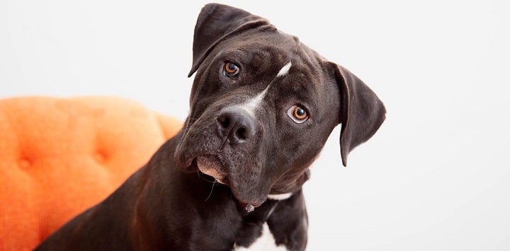 Black pit bull type dog with white fur on chest looking at camera and sitting on orange chair
