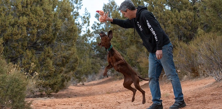 Brown hound dog jumping at toy held by man in a black Best Friends sweatshirt