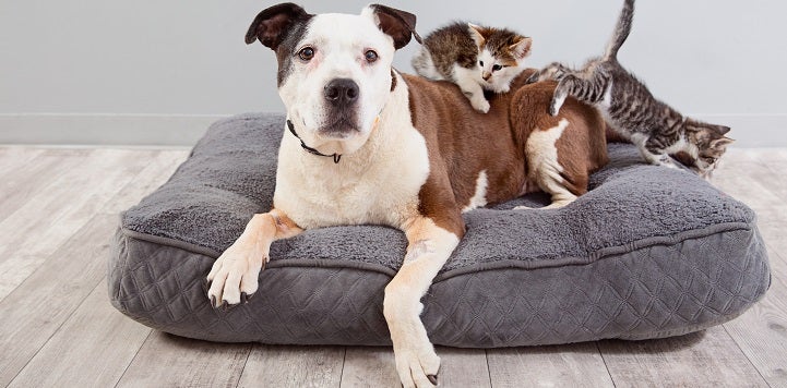 Black and white dog lying on gray dog bed with kittens on back