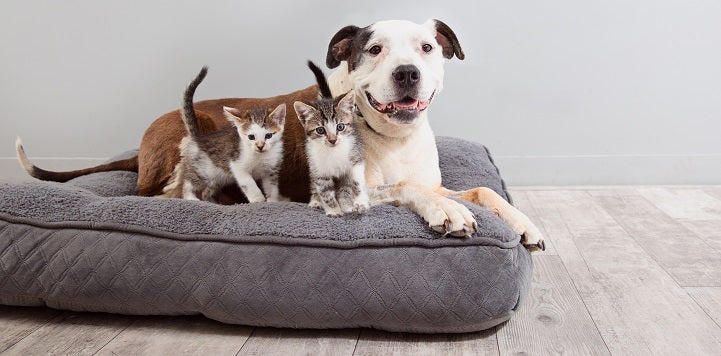 Brown and white pit bull type dog lying on gray dog bed with kittens