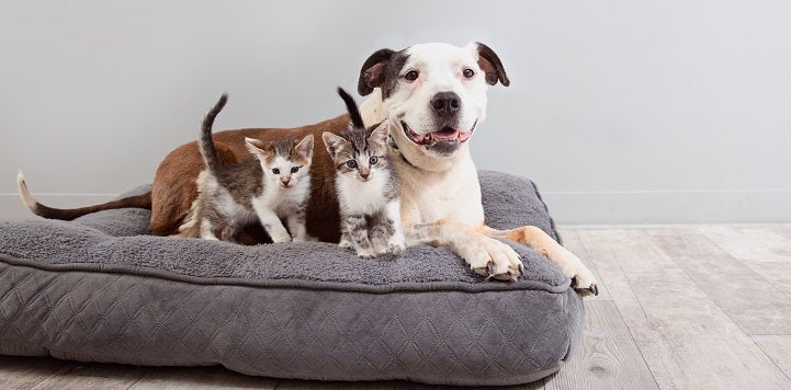 Brown and white dog lying on gray dog bed with two kittens