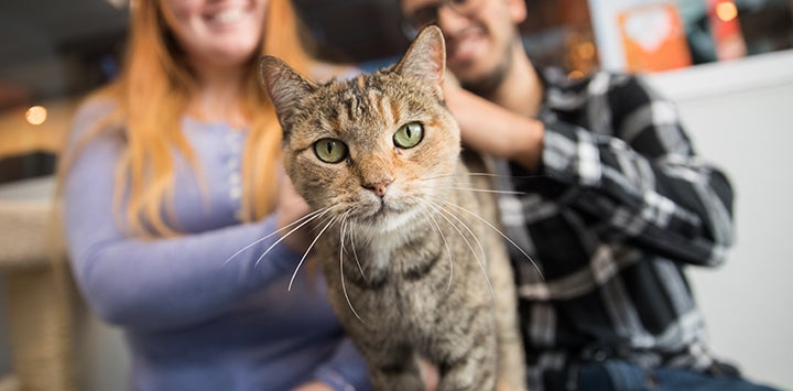 Torbie cat looking at the camera with a man and woman behind her