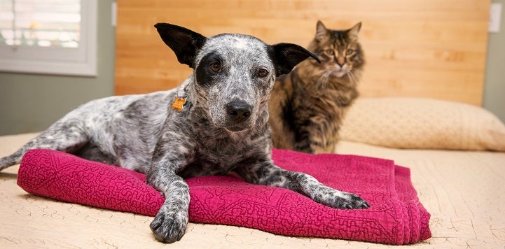 Black and white cattle dog lying on pink blanket on bed in front of brown and black cat