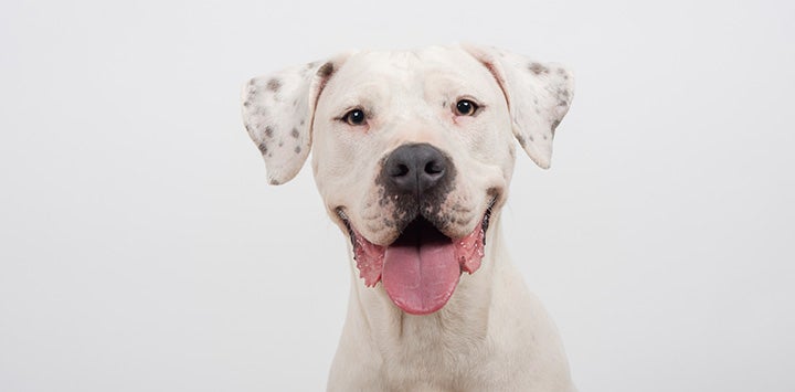 Smiling white dog with gray spots on his ears