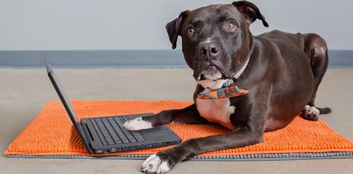 Black dog with right paw on black lap top keyboard while lying on an orange rug