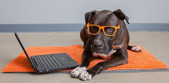 Dark brown pit bull type dog wearing orange glasses lying on orange rug in front of lap top