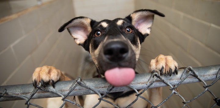 Black and brown dog standing on fence with tongue sticking out