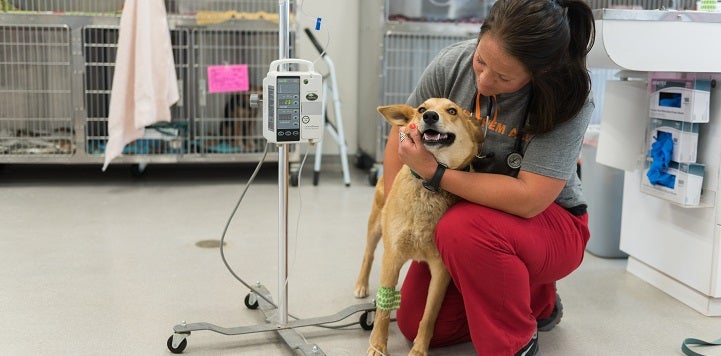 Vet kneeling with dog hooked up to IV