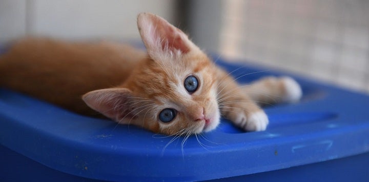 Orange kitten lying on a blue plastic tub