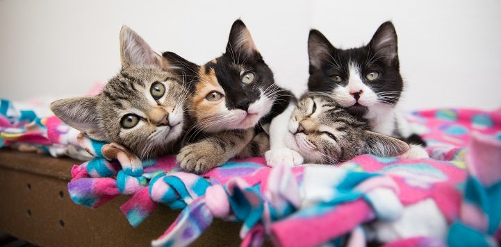 Four kittens snuggling together on pink, white, and blue blanket