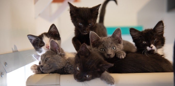 Six kittens lying on cat bed