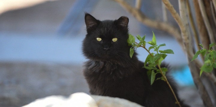 Black cat sitting behind rock and near tree