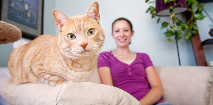 Woman in purple shirt looking at orange and white cat lying in front of her on couch