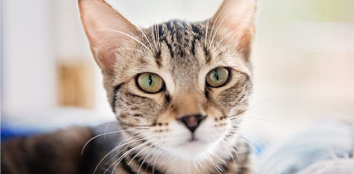 Brown tabby cat to promote June Cat Adoption promotion participating Network Partners
