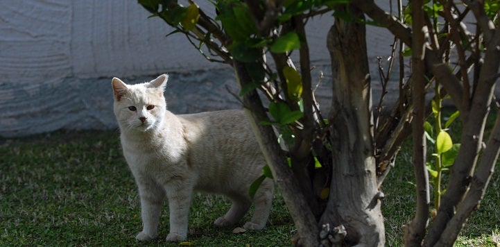 White cat standing in grass behind a tree