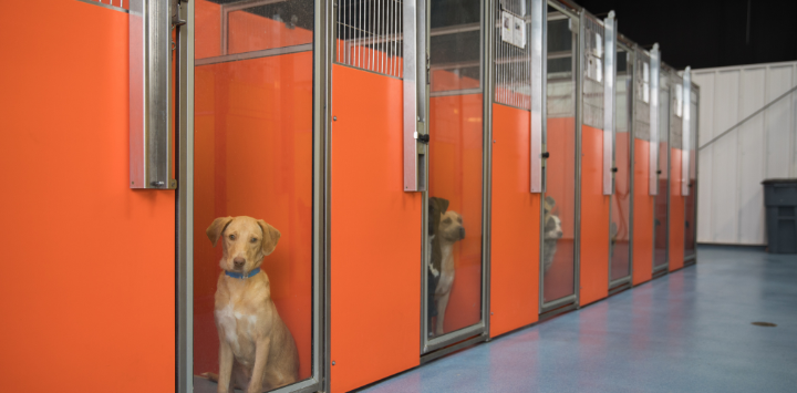 A row of dogs in kennels in a pet adoption center