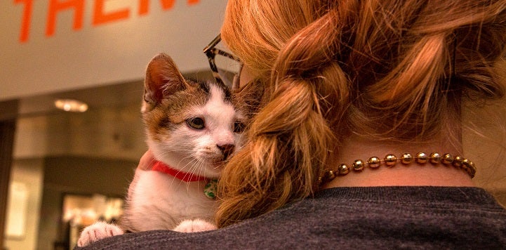 Kitten looking over the shoulder of woman with red braided hair
