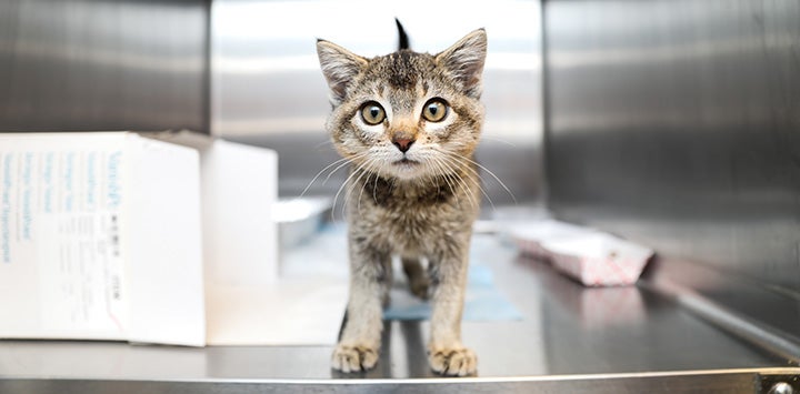 Tabby kitten in a stainless steel kennel