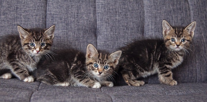 Three tabby kittens on gray couch