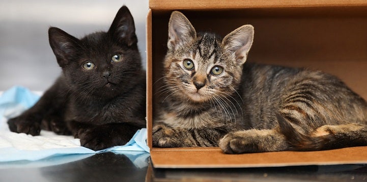 Black kitten lying next to box with tabby kitten lying inside of it