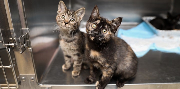 Gray tabby kitten and black kitten sitting in a metal kennel with door open