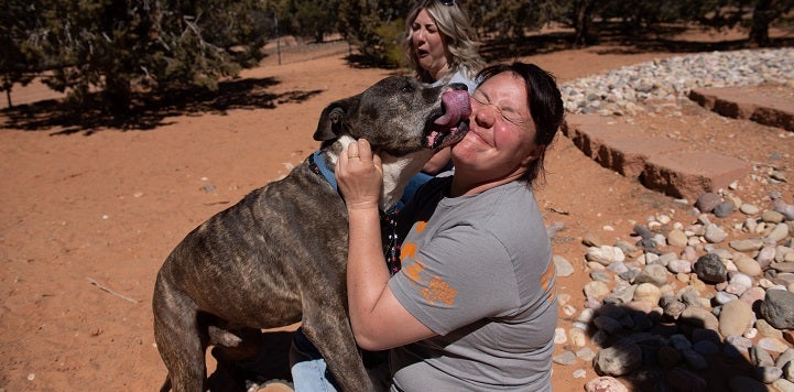 Woman in gray shirt with brown brindle dog licking her face