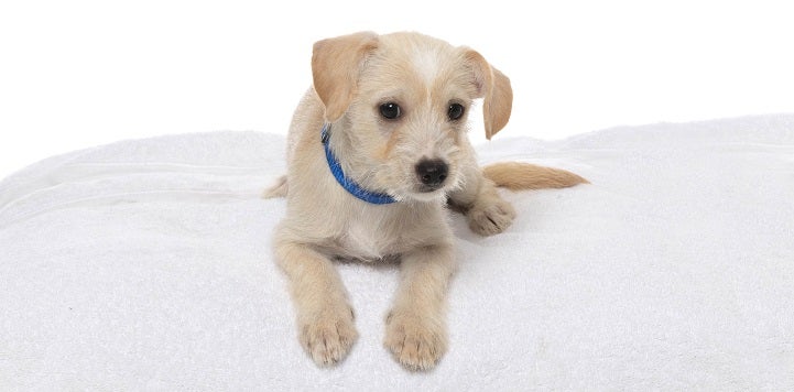 Small white dog on dog bed