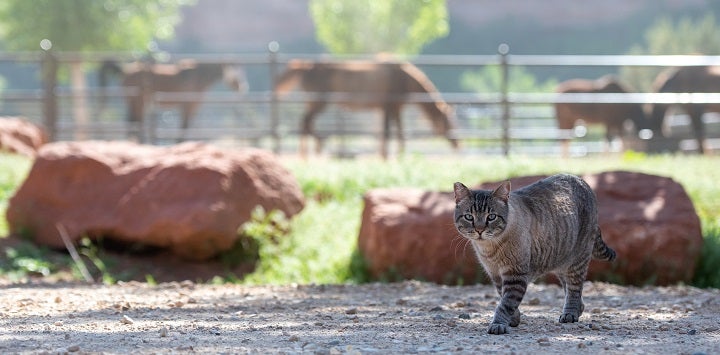 Gray tabby cat in front of rock with brown horses in the background
