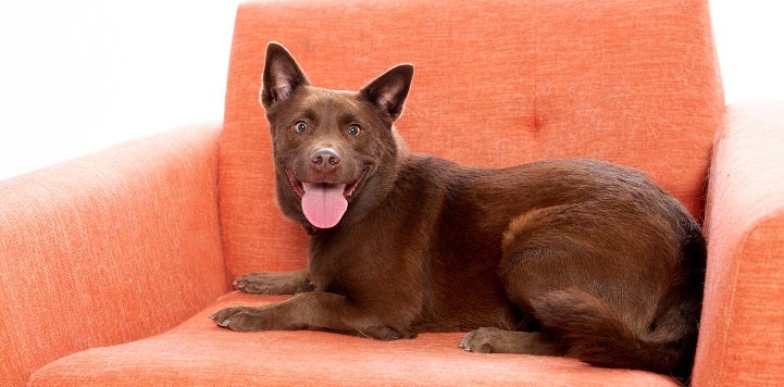 Brown dog lying in orange chair with mouth open and tongue sticking out