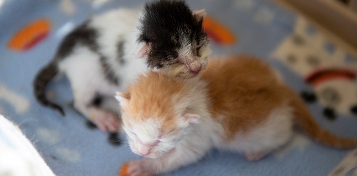 Two neonate kittens lying together on blue blanket