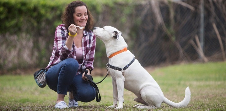Woman in a checkered shirt and jeans kneeling and feeding a white pit bull type dog peanut butter on a spoon