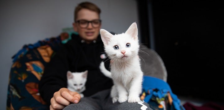 You man in black sweatshirt with two white kittens on his lap